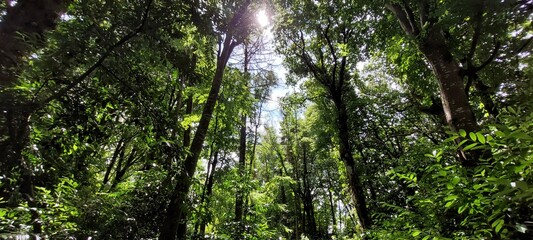 Fototapeta premium Sunlight through a broadleaf woodland