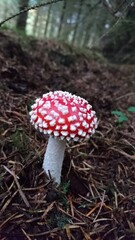 Red and white woodland mushroom