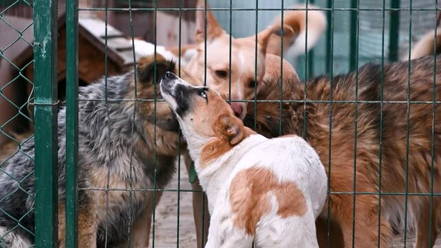 Dog in animal shelter. Dog looking over the fance.