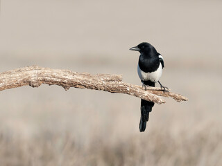 Perched Magpie