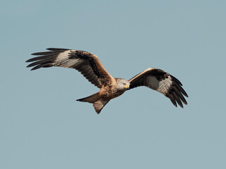 Flying Red Kite
