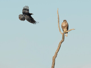 Birds of Prey in a tree