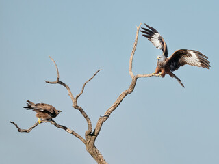 Birds of Prey in a tree