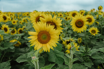 Sunflower Field