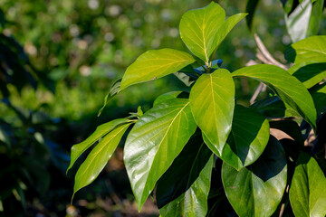 Obraz premium Selective focus of green leaves, The avocado alligator pear or avocado pear is an evergreen tree in the laurel family, It was prized for its large and unusually oily fruit, Nature greenery background.