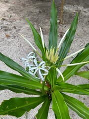 Obraz premium Grüne Pflanze mit weiser Blüte