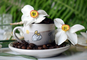 Daffodils bloom from March to June. The flower consists of six white petals. Coffee beans on the table in a cup