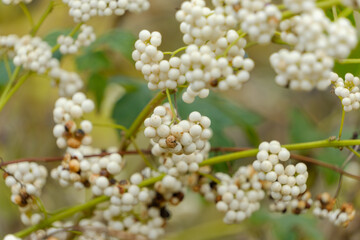 白い実をつけたムラサキシキブのクローズアップ