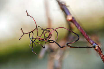 close-up bare tiny long tangled branch in the winter woods