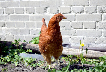 Fototapeta premium Young chicken with brown feathers