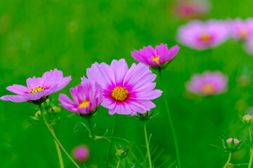 Fototapeta premium 緑の中に映えるピンクのコスモス