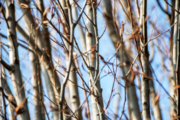 close up view of branches againts sky