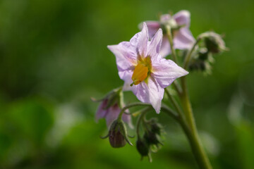 Potato in bloom. Pink potato flowers bloom in a farmer's field. Selective focus