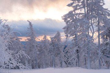 Winter snow-covered trees in the Ural mountains