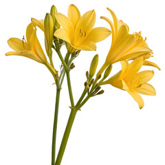 yellow flower stalk on transparent background.