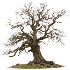 Fototapeta premium leafless old spooky tree isolated on white background