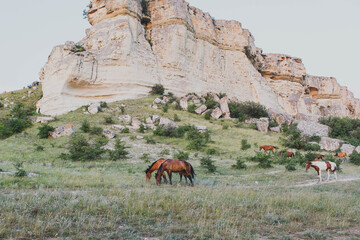 Horses graze near the White Rock in Crimea