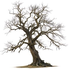 Fototapeta premium leafless old spooky tree isolated on white background