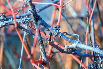 close-up bare bush tangled branches in the winter woods