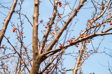 view of red berries on the branches of  tree in winter under sky 