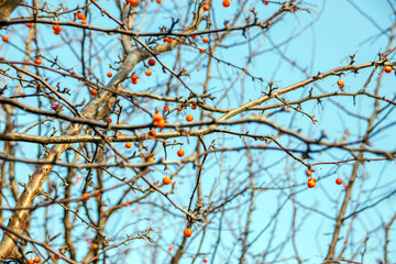 view of red berries on the branches of  tree in winter under sky 