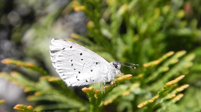 Butterfly Holly blue, Celastrina argiolus on green twing of Thuja and variable sunlight on spring time - close up. Topics: vegetation, garden, beauty of nature, insect, season, macro