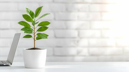 Laptop, plant, white desk, brick wall background; office growth