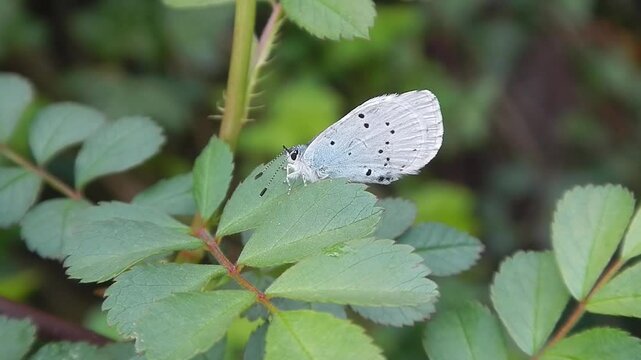 Butterfly Holly blue, Celastrina argiolus in green leaf on twing of Rose bush and variable sunlight on spring time - close up. Topics: vegetation, garden, beauty of nature, insect, season, macro
