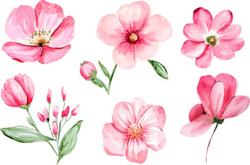 pink flowers isolated on white