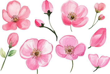 watercolor set of pink flowers
