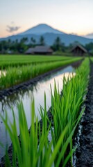 Serene Rice Paddies with Mountain View