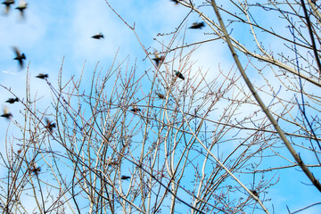 flying birds over the tree branches in the winter