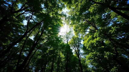 Obraz premium Dense foliage with sunlight filtering through the heart-shaped hole in a forest canopy, revealing a clear blue sky, shadow, leaves, transparency