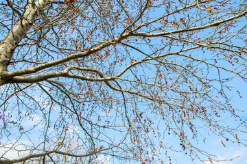 branches against  blue sky in the winter