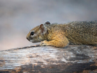 A cute little fellow, a Smith's bush squirrel (Parxerus cepapi) lying in wait in Hwange National...