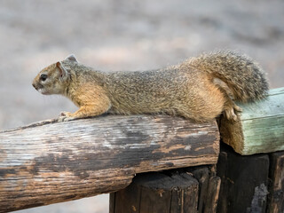 A cute little fellow, a Smith's bush squirrel (Parxerus cepapi) lying in wait in Hwange National...