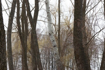 trees in winter