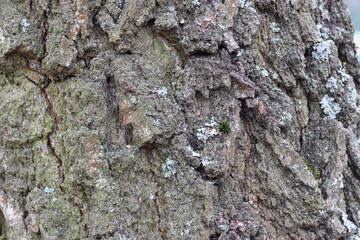bark of a tree