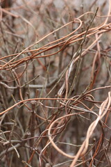 “Dry winter plants in the natural environment”  