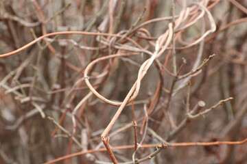 “Dry winter plants in the natural environment”  