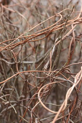Obraz premium “Dry winter plants in the natural environment” 