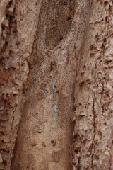 cave in the cave
