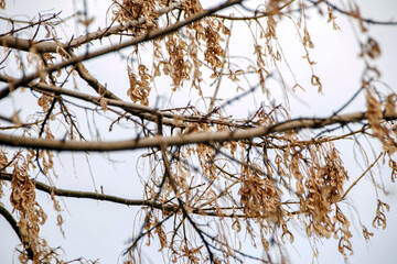 yellow leaves and branches of a tree in winter