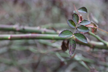 “A close-up of green thorny stems of a wild rose or dog rose. The sharp thorns on the background of a blurred natural composition symbolize protection, endurance, and natural strength.