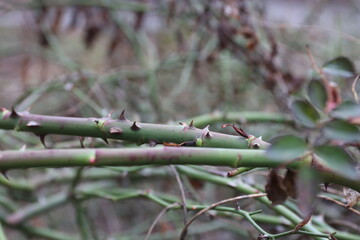 “A close-up of green thorny stems of a wild rose or dog rose. The sharp thorns on the background of a blurred natural composition symbolize protection, endurance, and natural strength.