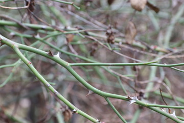 &ldquo;A close-up of green thorny stems of a wild rose or dog rose. The sharp thorns on the background of a blurred natural composition symbolize protection, endurance, and natural strength.