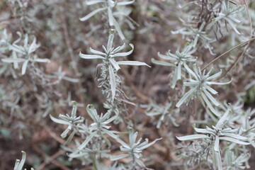 frost on branches