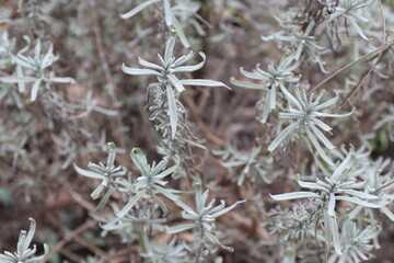 frost on branches