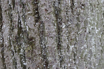 bark, tree, texture, wood, nature, pattern, trunk, brown,