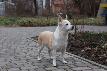 dog, animal, pet, white, canine, breed, portrait, cute,